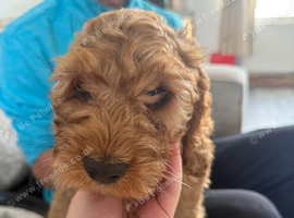 Cockapoo puppies