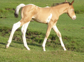 Champagne Tobiano