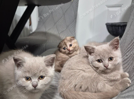 Scottish fold female