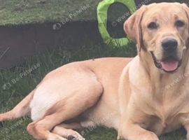 Eight month old male Labrador pup