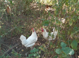 Leghorn point of lay hens