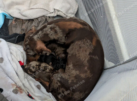 Miniature dashound puppies