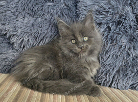 Maine coon kittens