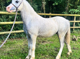 Flashy Yearling Colt