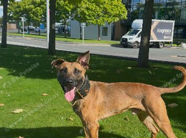 Bull herder male