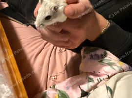 Pair of male gerbils for sale