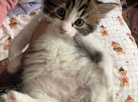 Male kitten