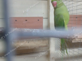 Hen ringneck