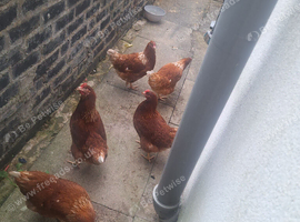 Chicken