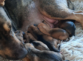 German Shepherd x Pocket Bullies