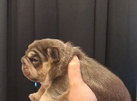 French bulldog puppys