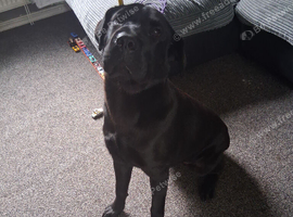 Labrador x shar pei