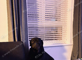 2 year old female Rottweiler