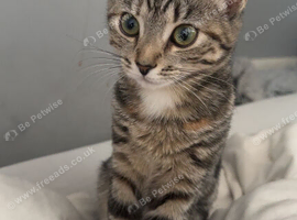 Tabby kitten