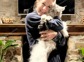 Silver tabby mainecoon