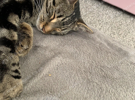 BEAUTIFUL TABBY KITTENS READY FOR NEW HOMES IN SEPTEMBER!