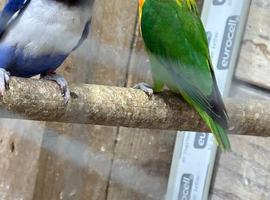 Semi tame lovebirds