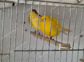 Canaries