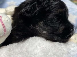 F1 Maltipoo boy