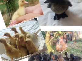 Cayuga Duck & Cherry Valley Duck Hatching Eggs