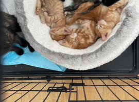 5 kittens for sale