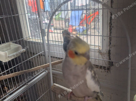 Pair of cockatiels