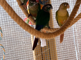 Female conures