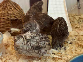 Button quails