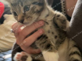Two kittens avalible 10 week old