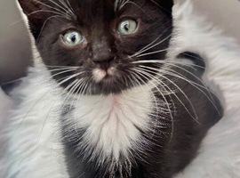 RAGDOLL CROSS BOY READY NOW
