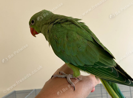 Baby hand reared Ringnecks parakeets