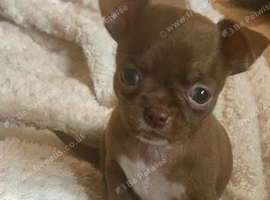 Pedigree Chihuahua pups