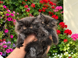 Persian kittens in Barking