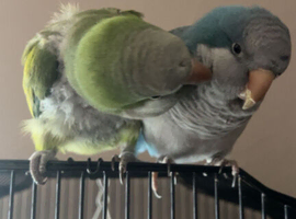 Breeding pair
