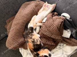2 Female Kittens for sale