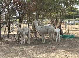 3 rear suri female alpacas