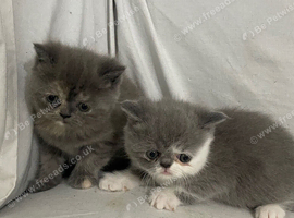 Persian kittens