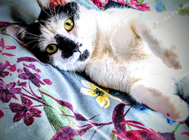 female cat needing to be rehomed asap