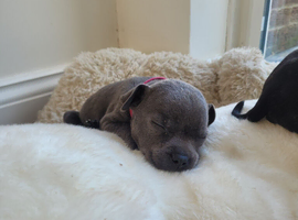 Staffie cross mastiff ONLY 3 left
