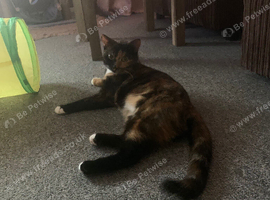 Female cat