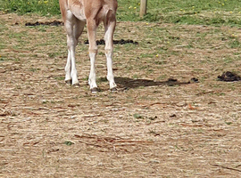 Pretty flash filly