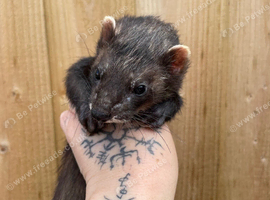 Black self hybrid 1 year hob
