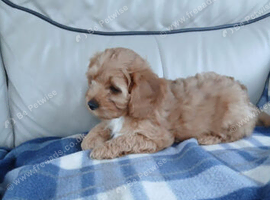 Cavapoo puppies for sale