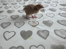 Chicks looking for new home