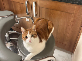 Ginger/white breed cat