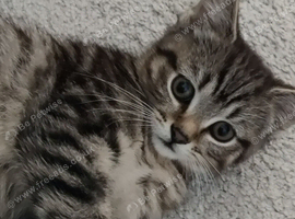 ABSOLUTELY BEAUTIFUL RUSSIAN BLUE KITTEN 9 WEEKS