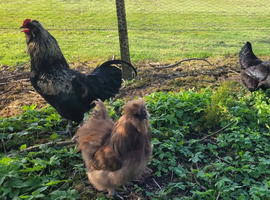 Silkie cockerel