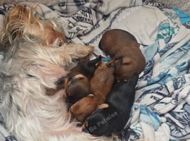 Yorkshire terrier dogs