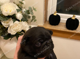 Pug PuPs Traditional Type