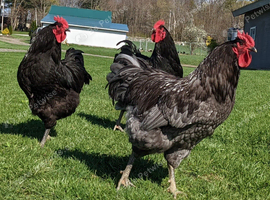 Jersy giant chicken